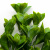 Трава искусственная -1, шт (эвкалипт лист 32 см/8 см)				 - купить в Нижнекамске. Цена: 169.93 руб.