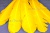 Декоративный Пучок из перьев, перо 23см/желтый - купить в Нижнекамске. Цена: 12.19 руб.
