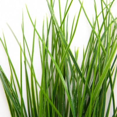Трава искусственная -4, шт  (осока 50 см/8 см  7 листов)				 - купить в Нижнекамске. Цена: 130.73 руб.